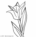 Tulipe 'Fleur-de-Lis' -- 21/01/07